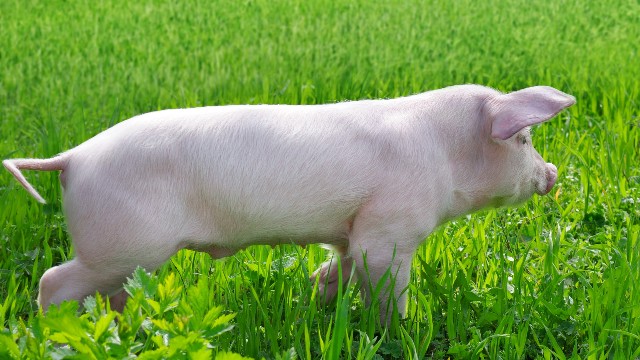 25- hydroxyvitamin D3 makes pig raising easier!